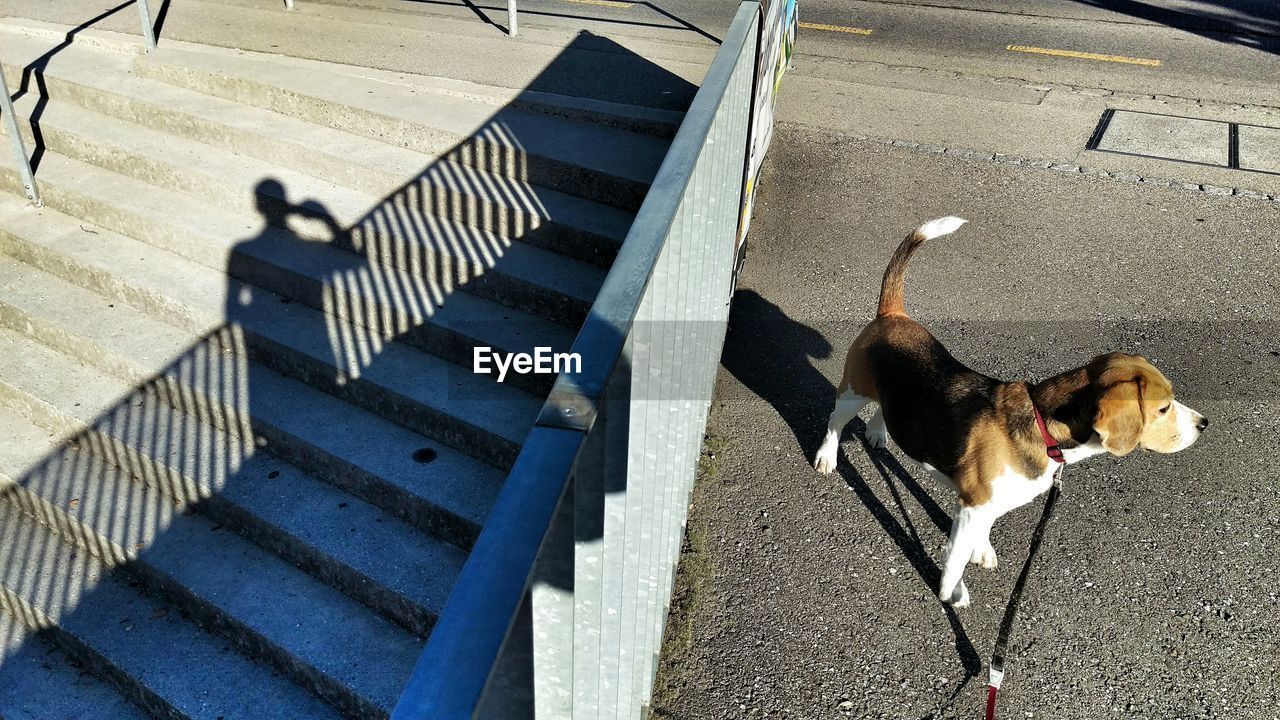 High angle view of man shadow with dog standing on street