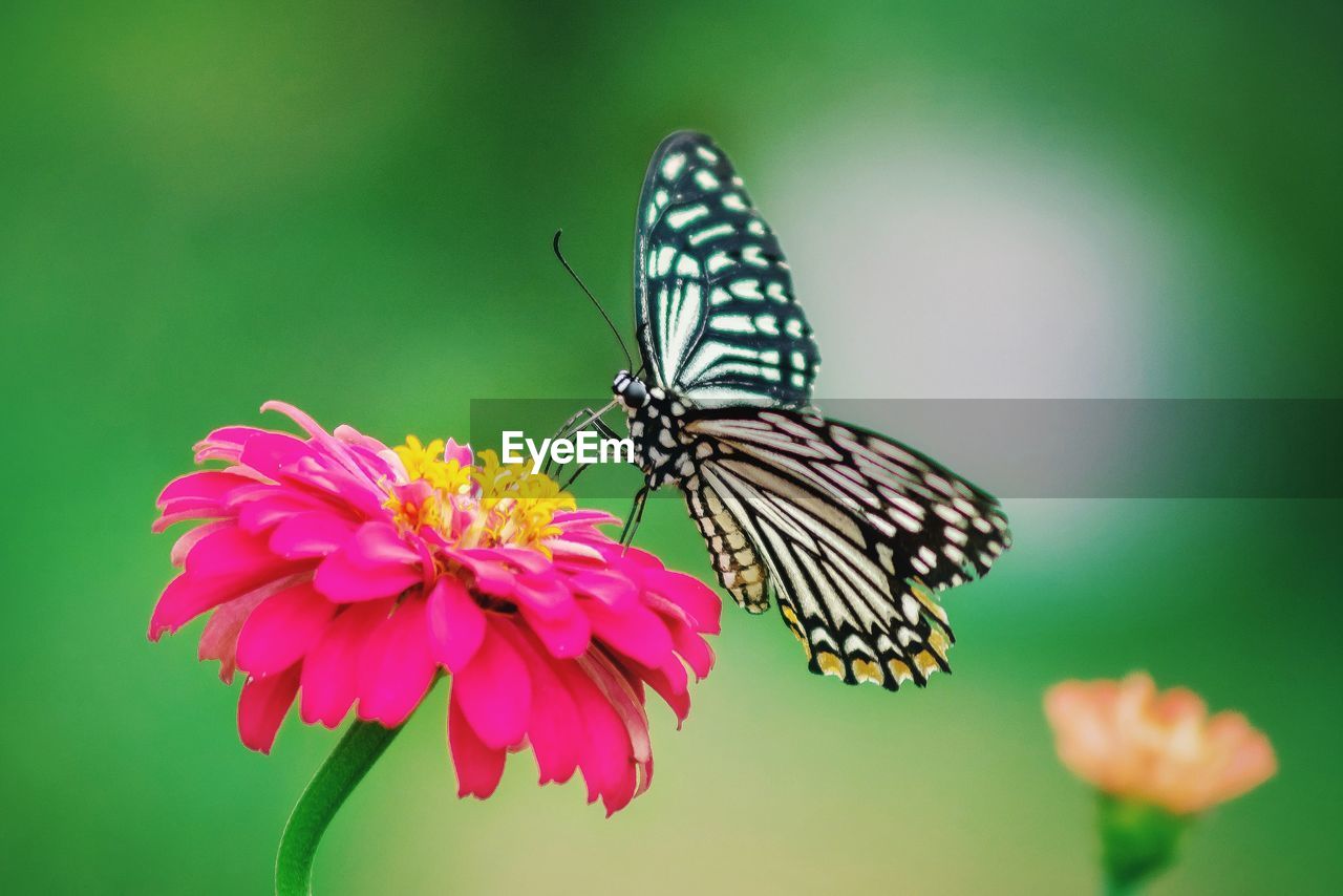 BUTTERFLY ON FLOWER