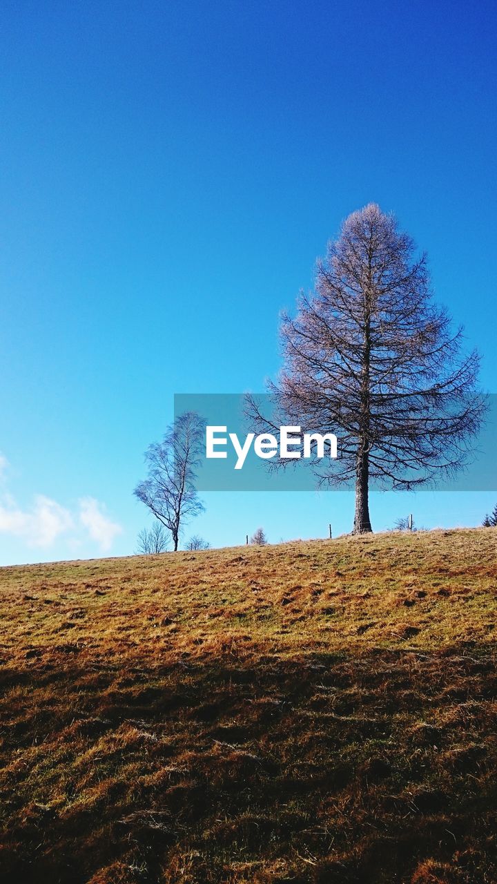 BARE TREE ON FIELD AGAINST BLUE SKY