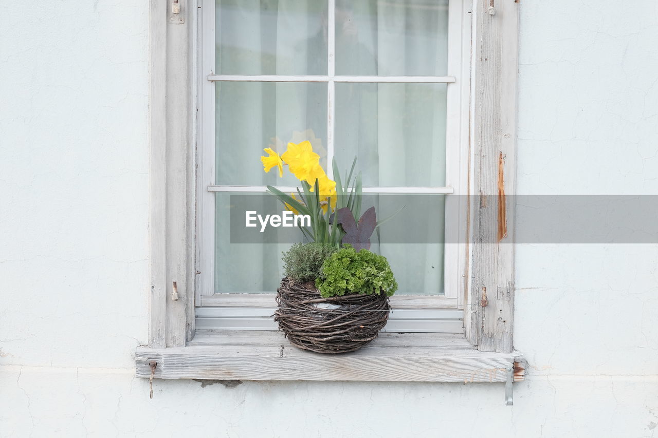 POTTED PLANT ON WINDOW SILL AGAINST WALL