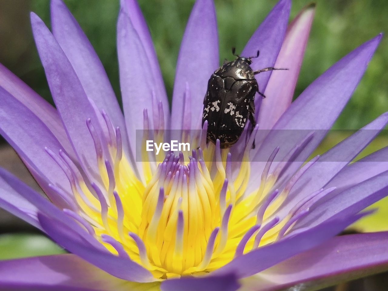 CLOSE-UP OF INSECT POLLINATING ON FLOWER