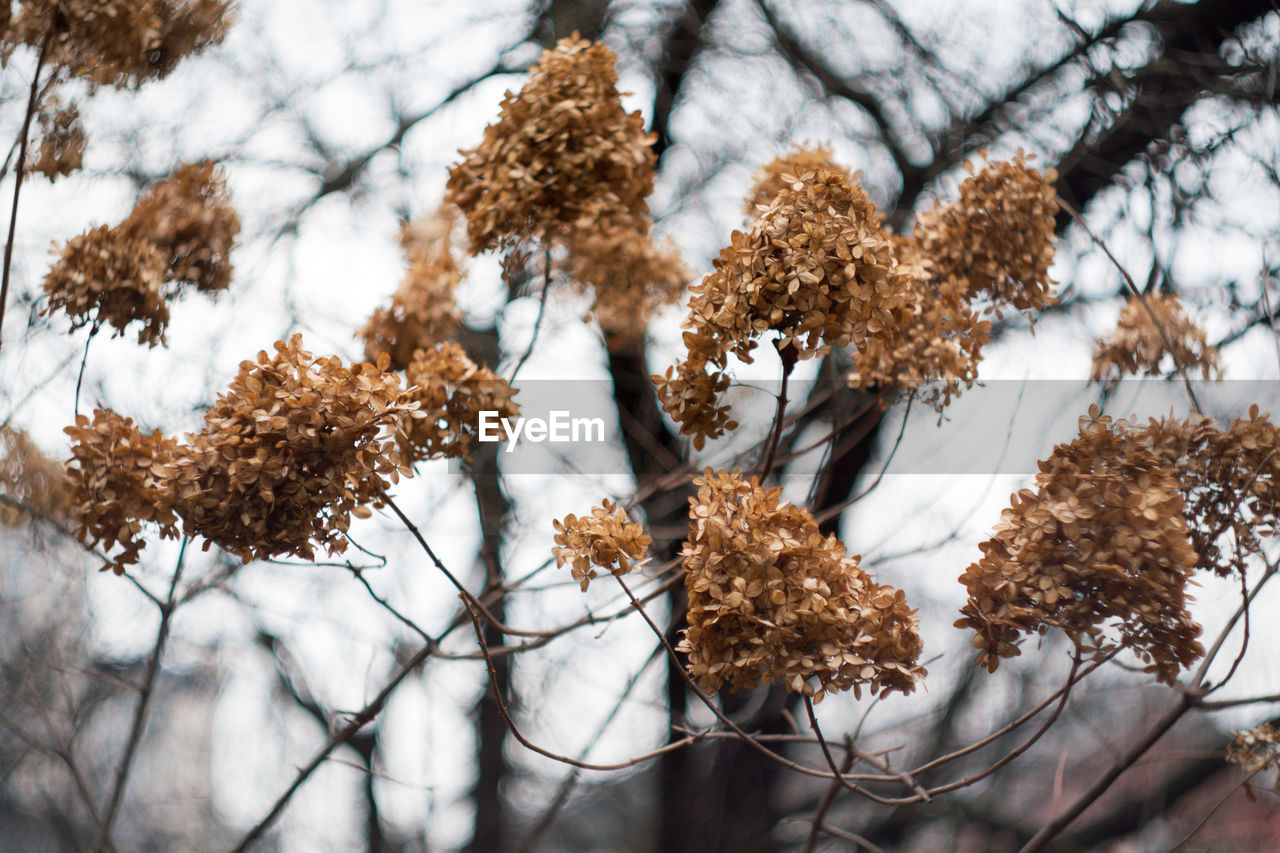 Low angle view of flowering tree during winter