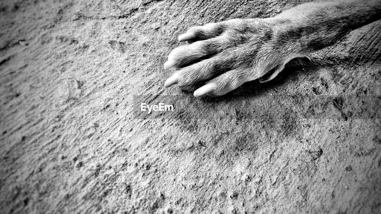 Close-up of dog paw on floor