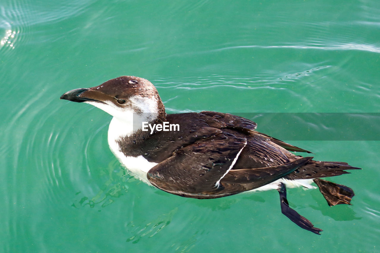 bird, animal themes, animal, animal wildlife, wildlife, water, beak, one animal, duck, nature, no people, lake, swimming, water bird, day, outdoors, high angle view