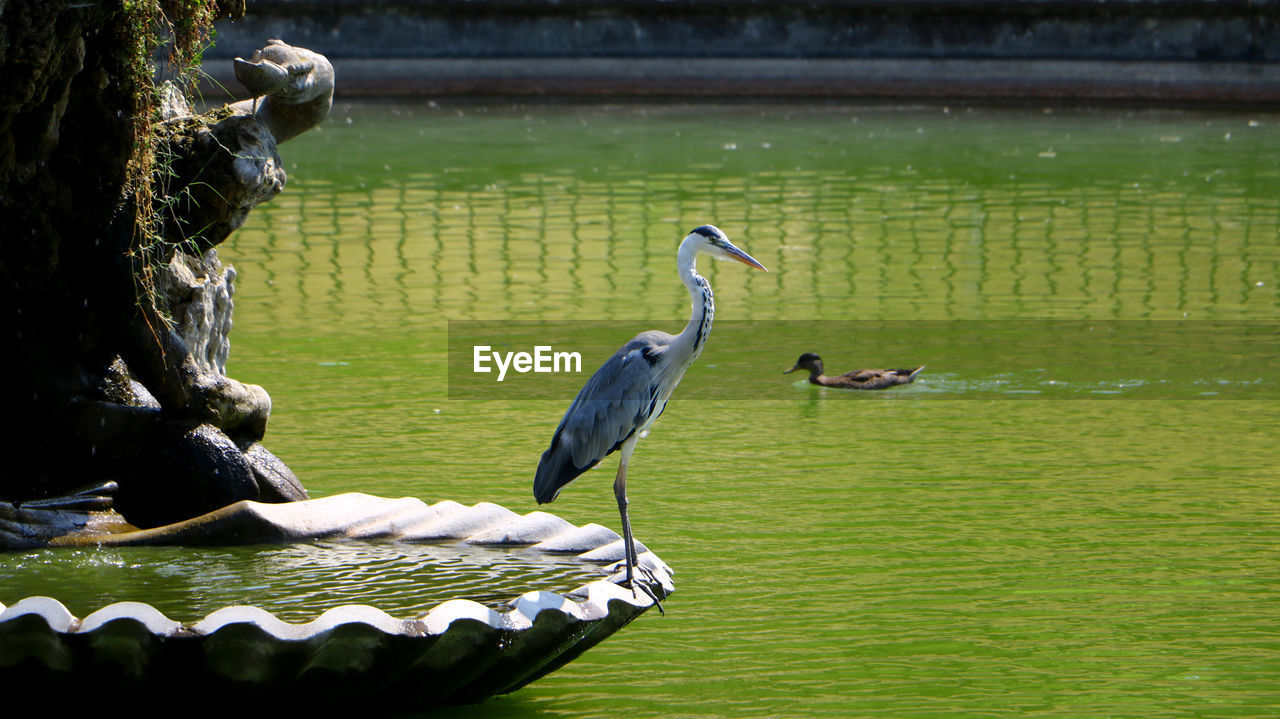 HIGH ANGLE VIEW OF GRAY HERON ON LAKE