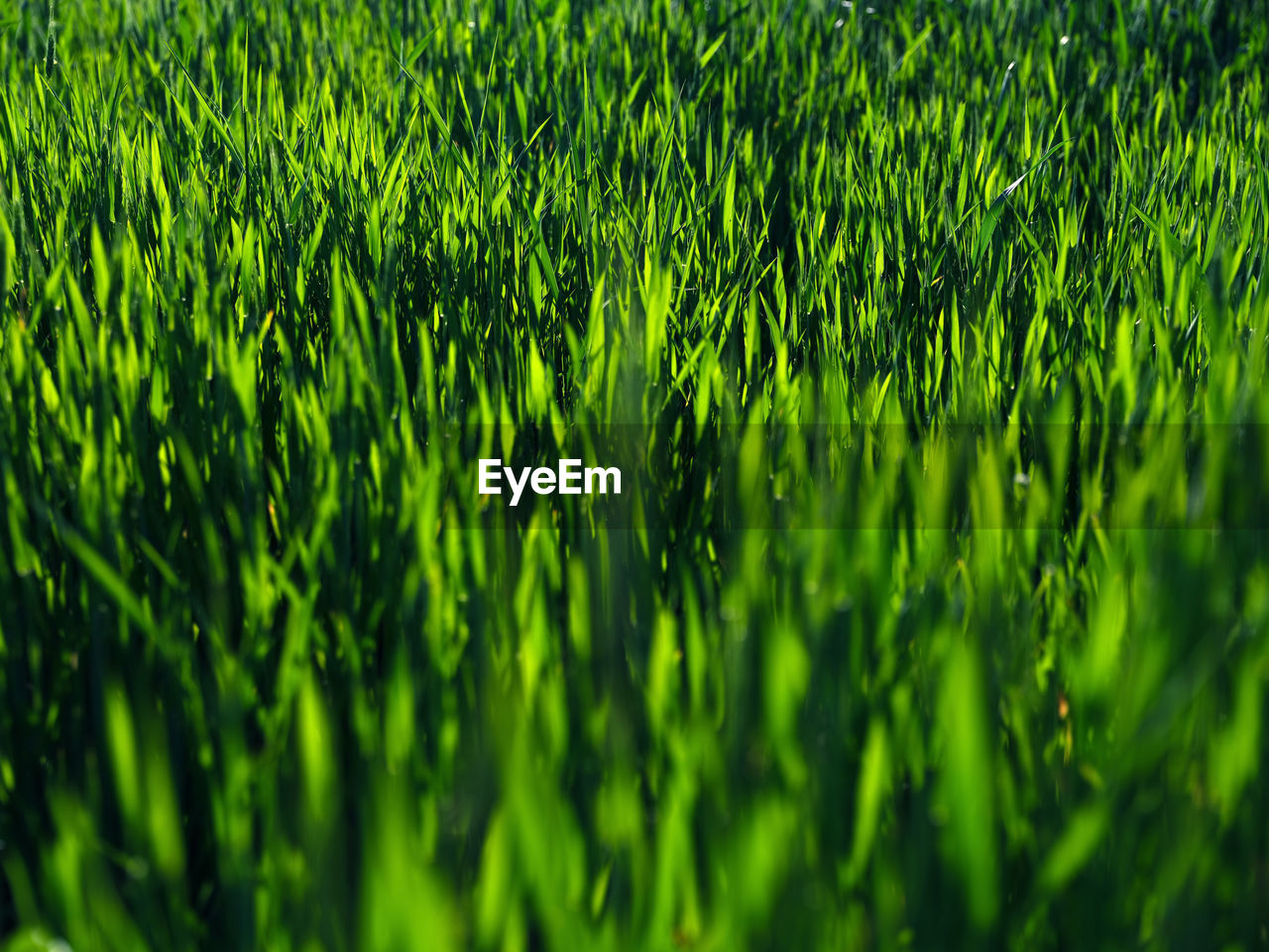 FULL FRAME SHOT OF FRESH GREEN PLANTS