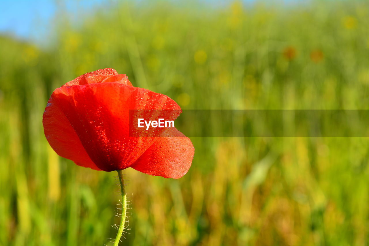 CLOSE-UP OF RED POPPY FLOWER