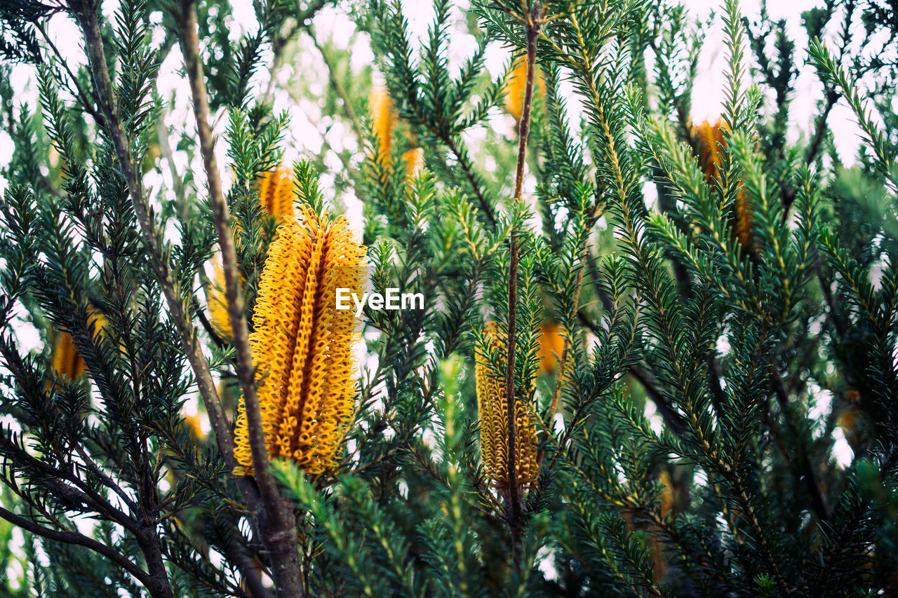 LOW ANGLE VIEW OF FLOWERING PLANTS