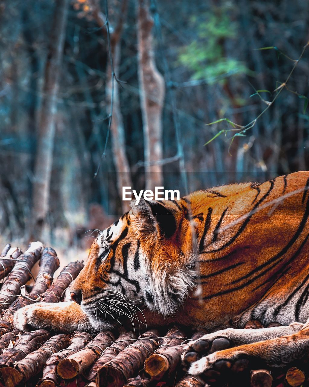 Close-up of tiger relaxing on wood against trees