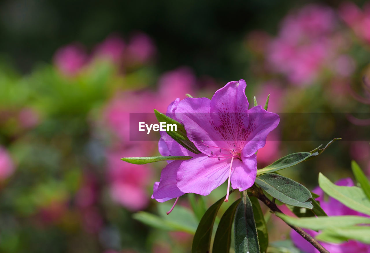 Close-up of pink flowering plant