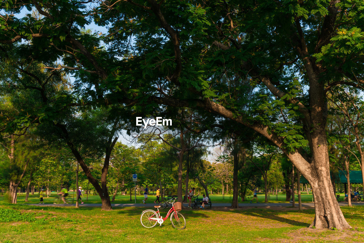 TREES IN PARK AT FIELD