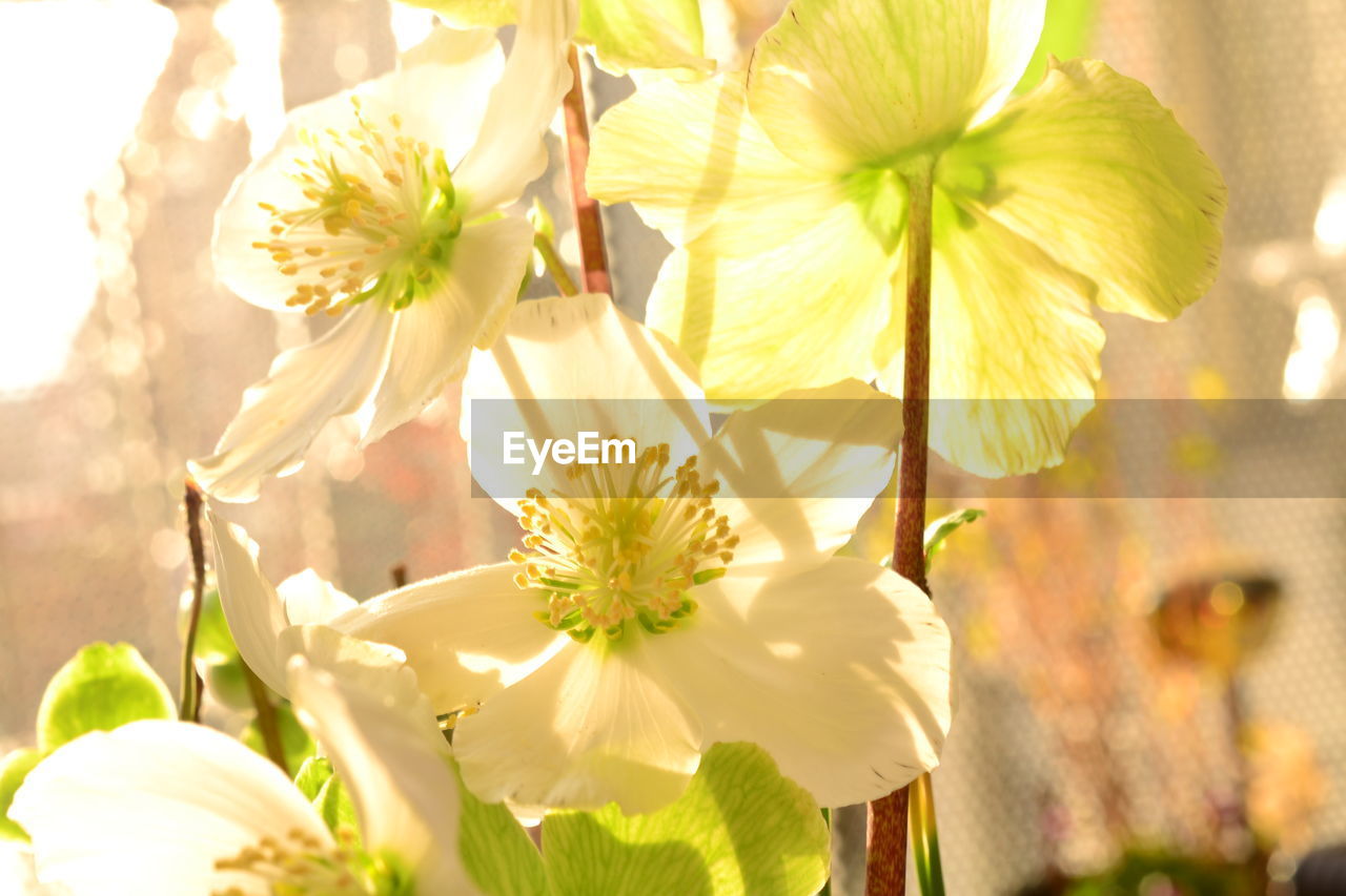 CLOSE-UP OF WHITE CHERRY BLOSSOMS