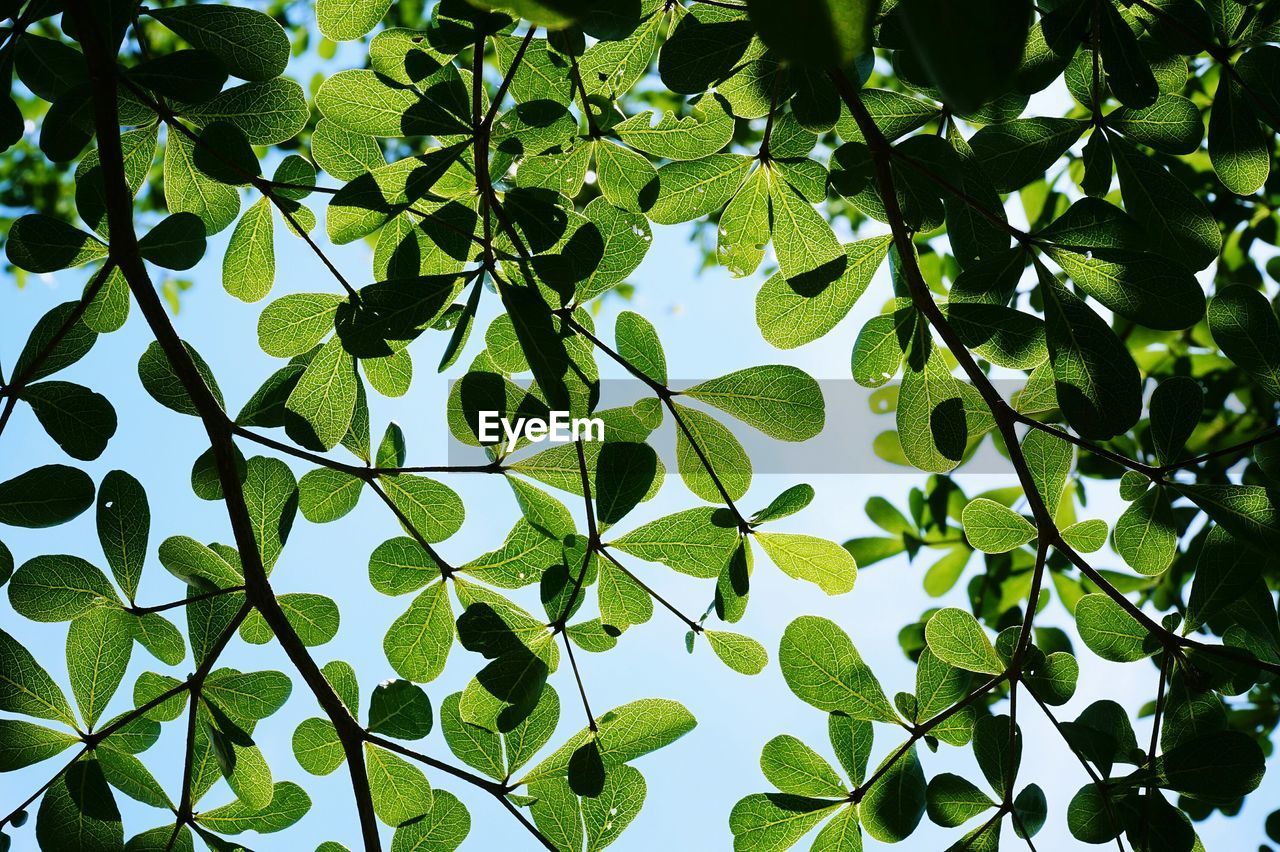 Low angle view of leaves on tree