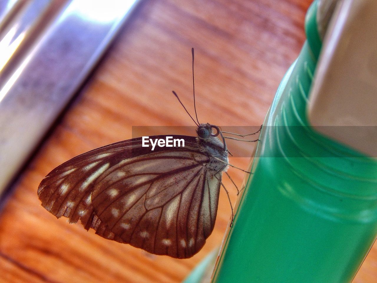 Close-up of butterfly on plastic container