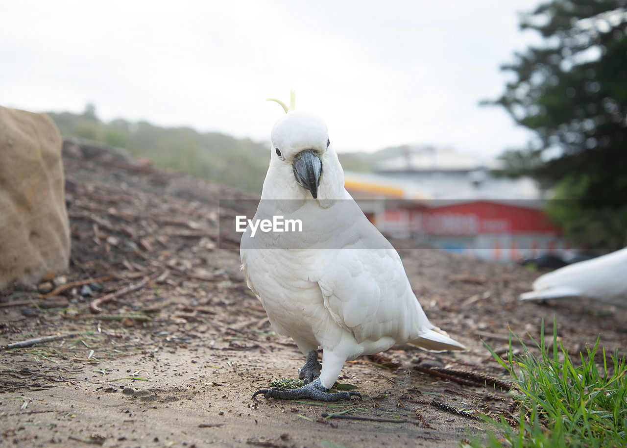 Close-up of a bird perching on a field