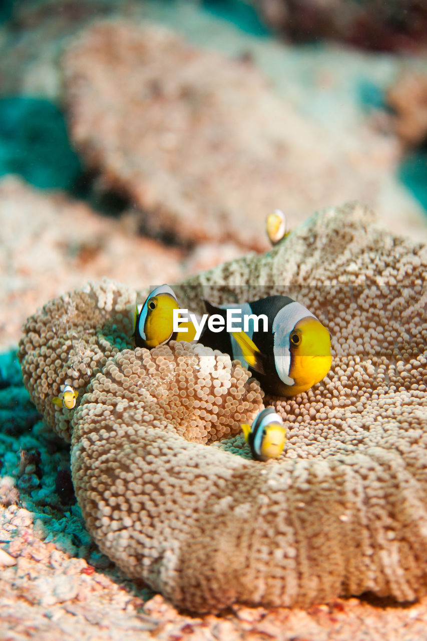 Scenic view of anemonefish and coral