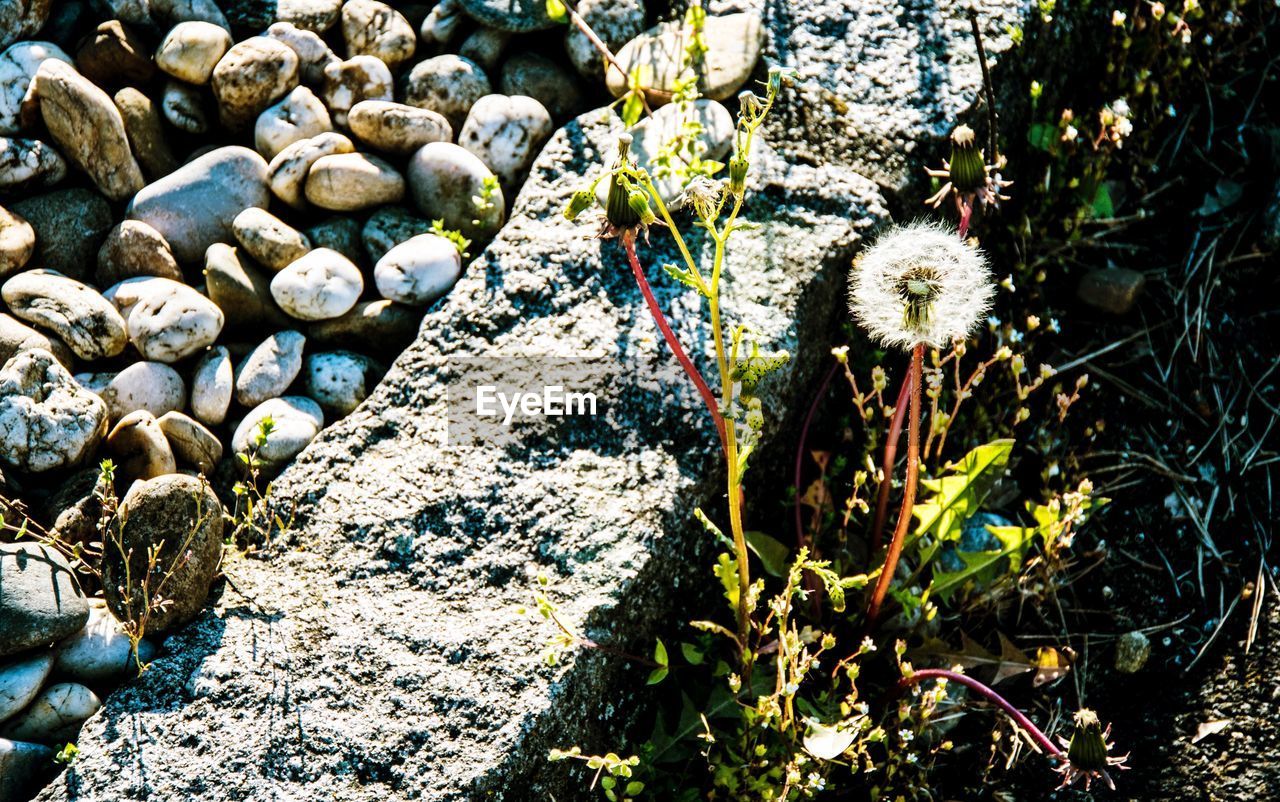 PLANTS GROWING ON FIELD