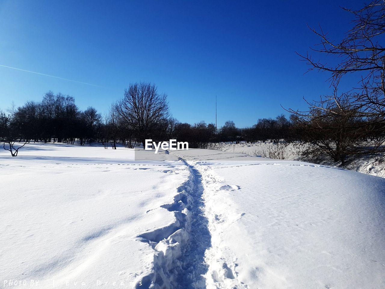 SNOW COVERED TREES ON FIELD AGAINST CLEAR BLUE SKY