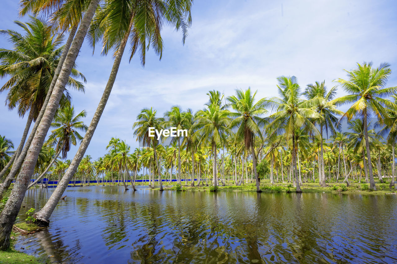 Scenic view of tropical island with coconut palm trees in a beautiful day