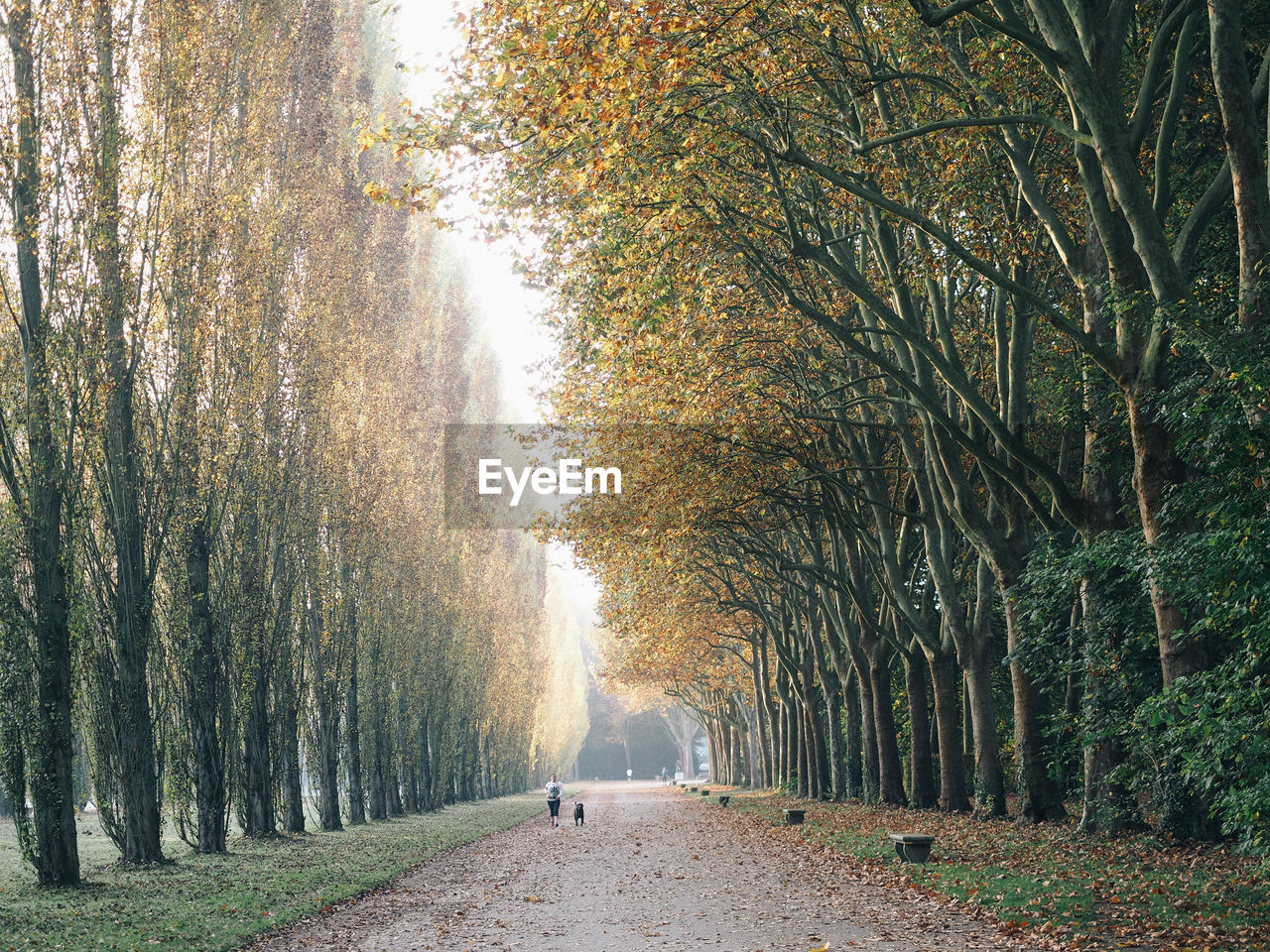 Road amidst trees in park during autumn