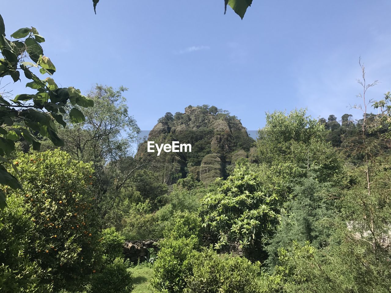 Low angle view of trees against sky