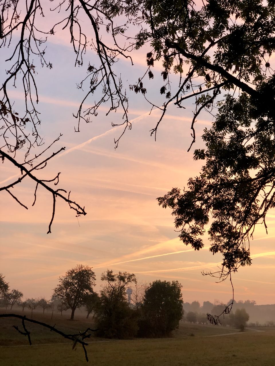 SILHOUETTE TREE ON FIELD AGAINST SKY DURING SUNSET