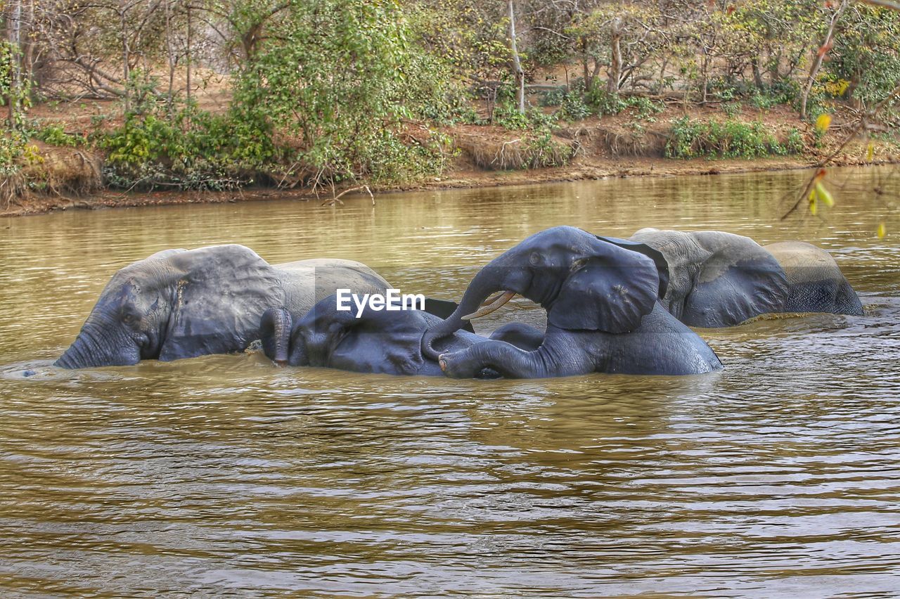 View of elephants in lake