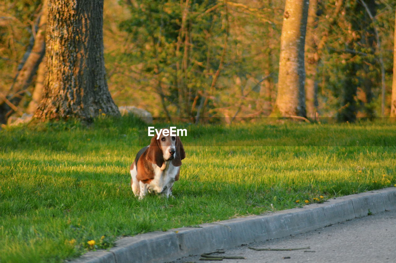 DOG ON FIELD BY TREE