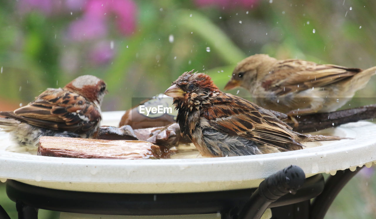 Close-up of birds in water