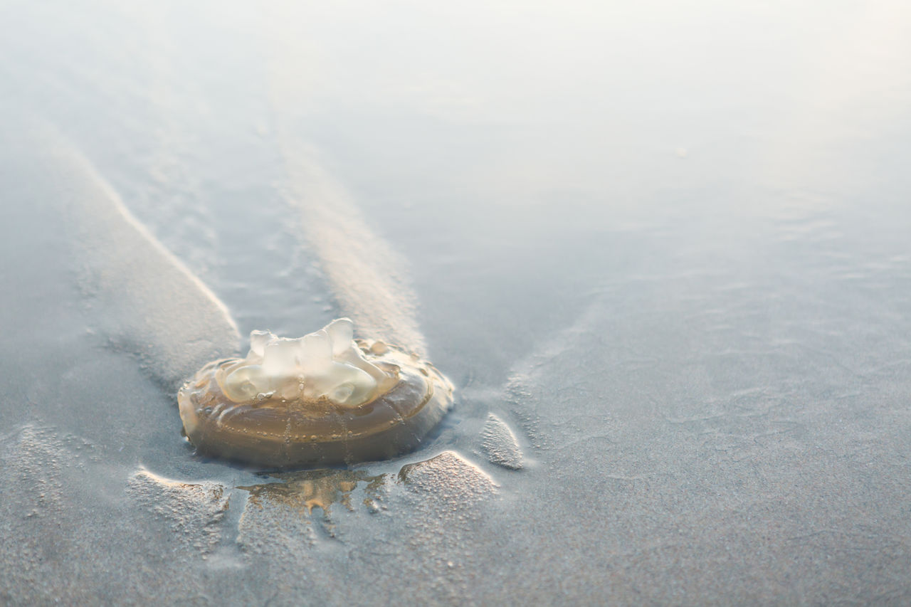High angle view of dead jellyfish on shore