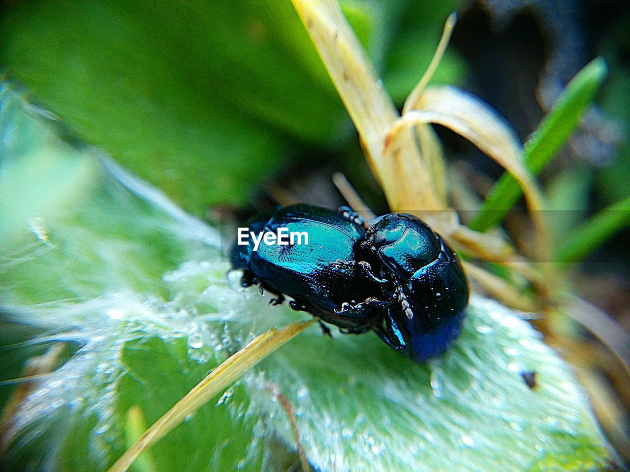 CLOSE-UP OF INSECT ON STEM