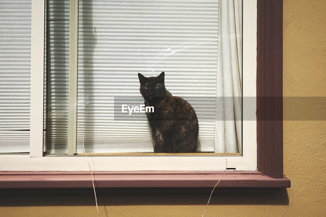 Portrait of cat on house window