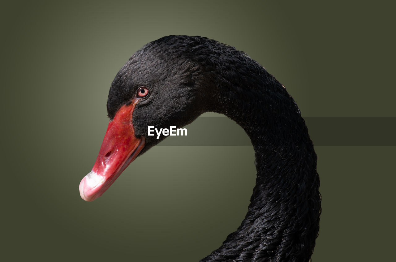Portrait of the of the black swan bird on a dark background