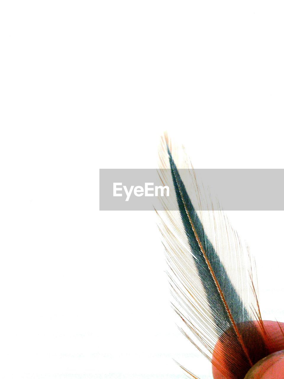 Cropped image of person holding feather against white background