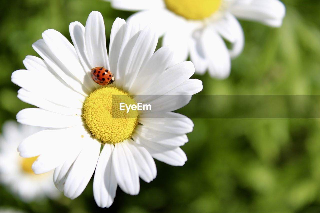 CLOSE-UP OF INSECT POLLINATING ON FLOWER