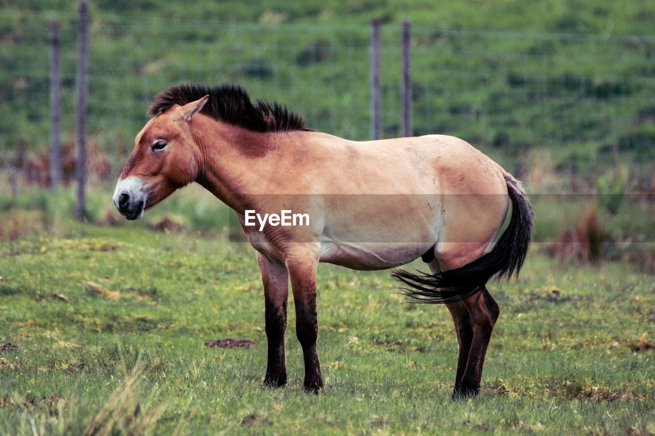 Side view of donkey standing on field