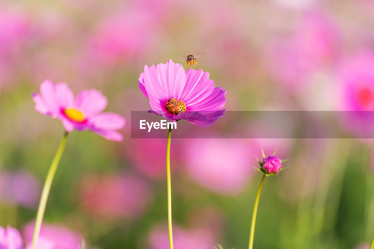 CLOSE-UP OF BEE ON PURPLE COSMOS FLOWER