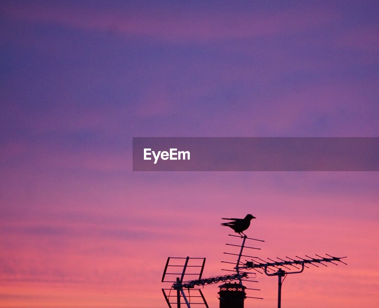 sky, sunset, dawn, cloud, technology, evening, horizon, afterglow, silhouette, nature, no people, communication, bird, architecture, outdoors, antenna, pink, copy space, beauty in nature, wind, animal themes, purple, built structure, animal, low angle view