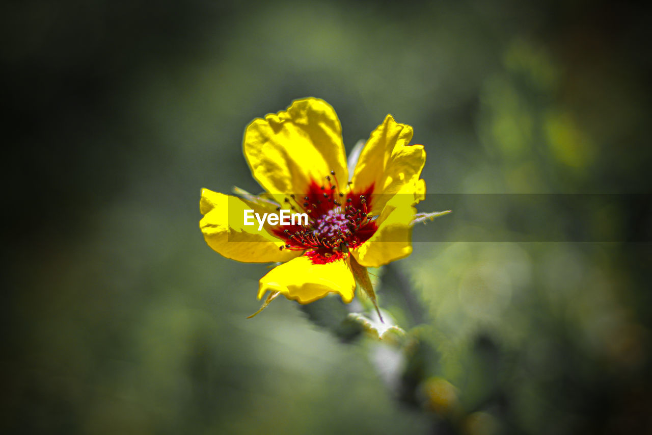 yellow, flowering plant, flower, nature, plant, freshness, beauty in nature, fragility, flower head, macro photography, close-up, petal, sunlight, blossom, inflorescence, growth, animal wildlife, focus on foreground, no people, wildflower, leaf, outdoors, green, summer, springtime, selective focus, insect, pollen, animal, botany, environment