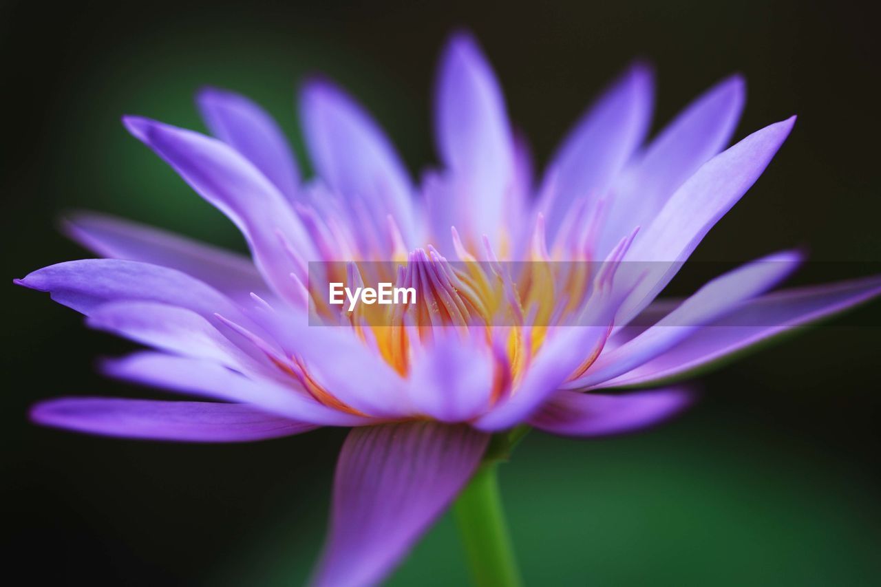 Close-up of purple water lily