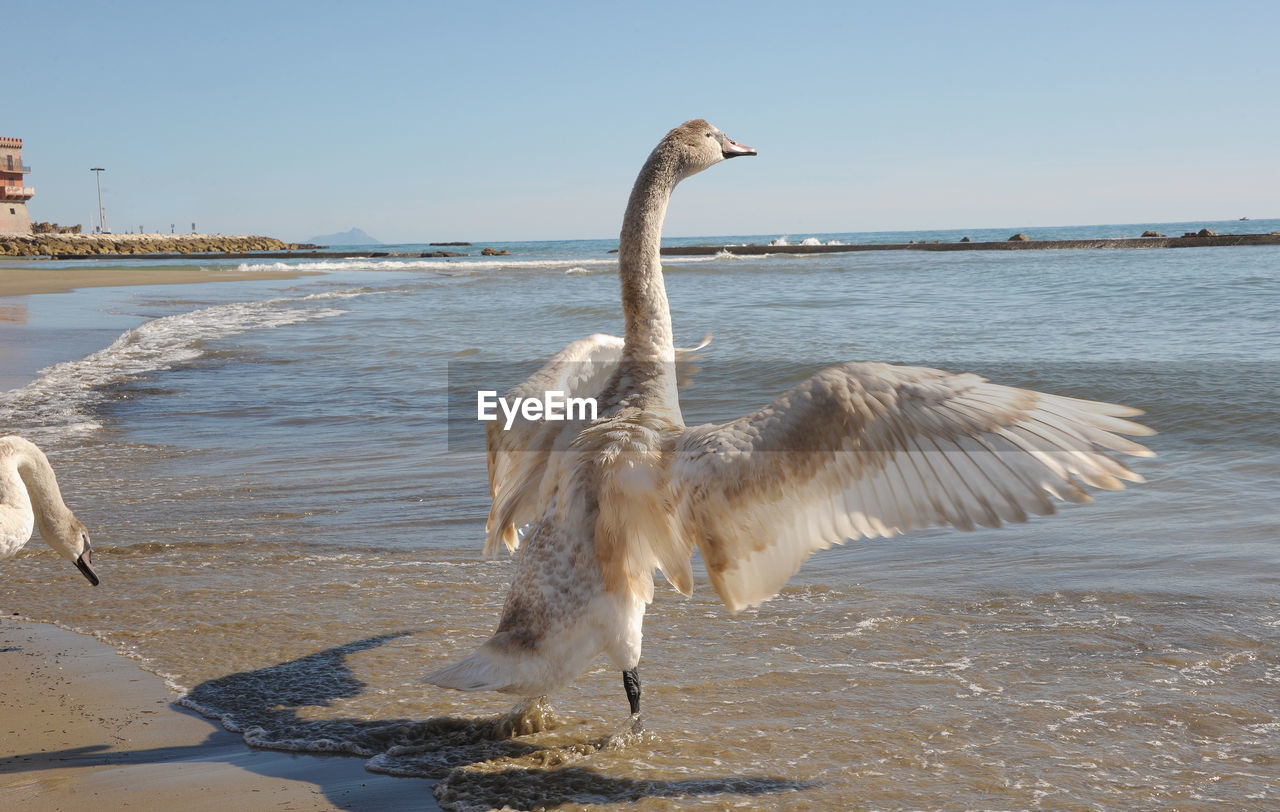 VIEW OF BIRD ON BEACH