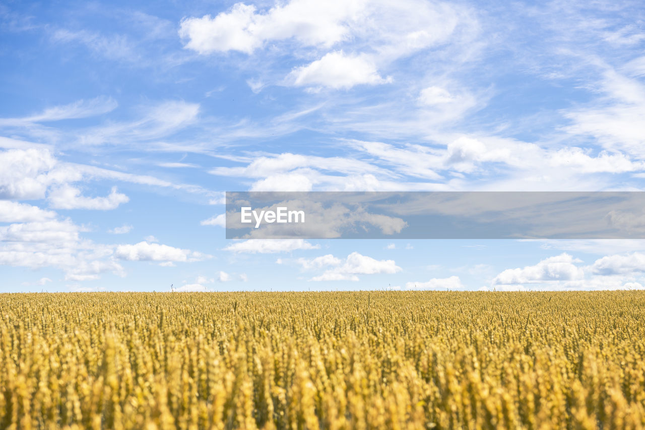 Wheat field at sunny day