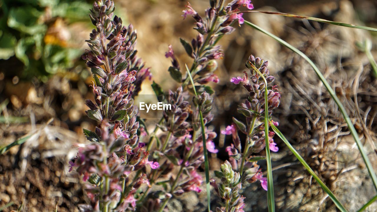 CLOSE-UP OF PURPLE FLOWERING PLANT