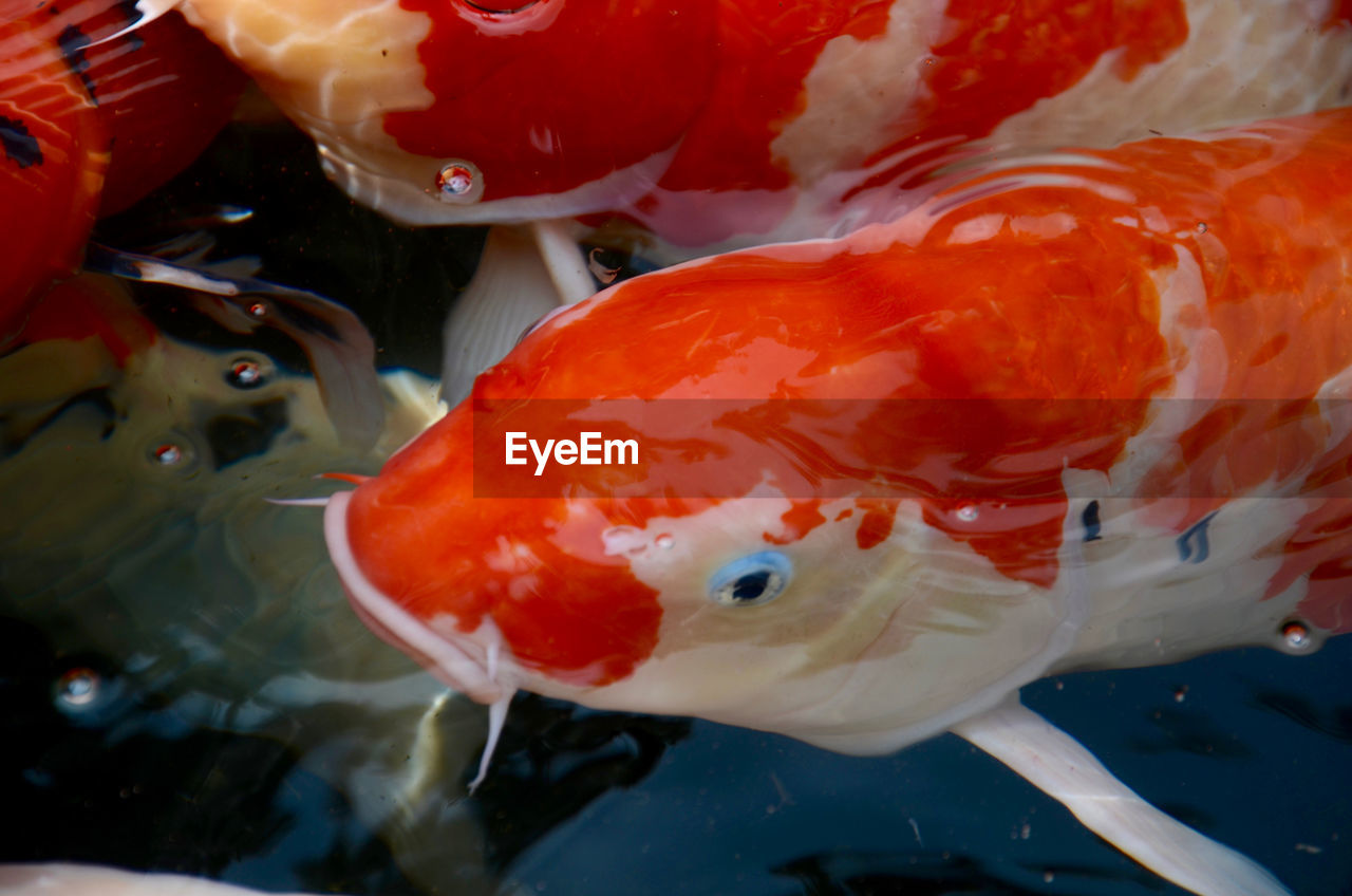 CLOSE-UP OF FISH SWIMMING IN WATER