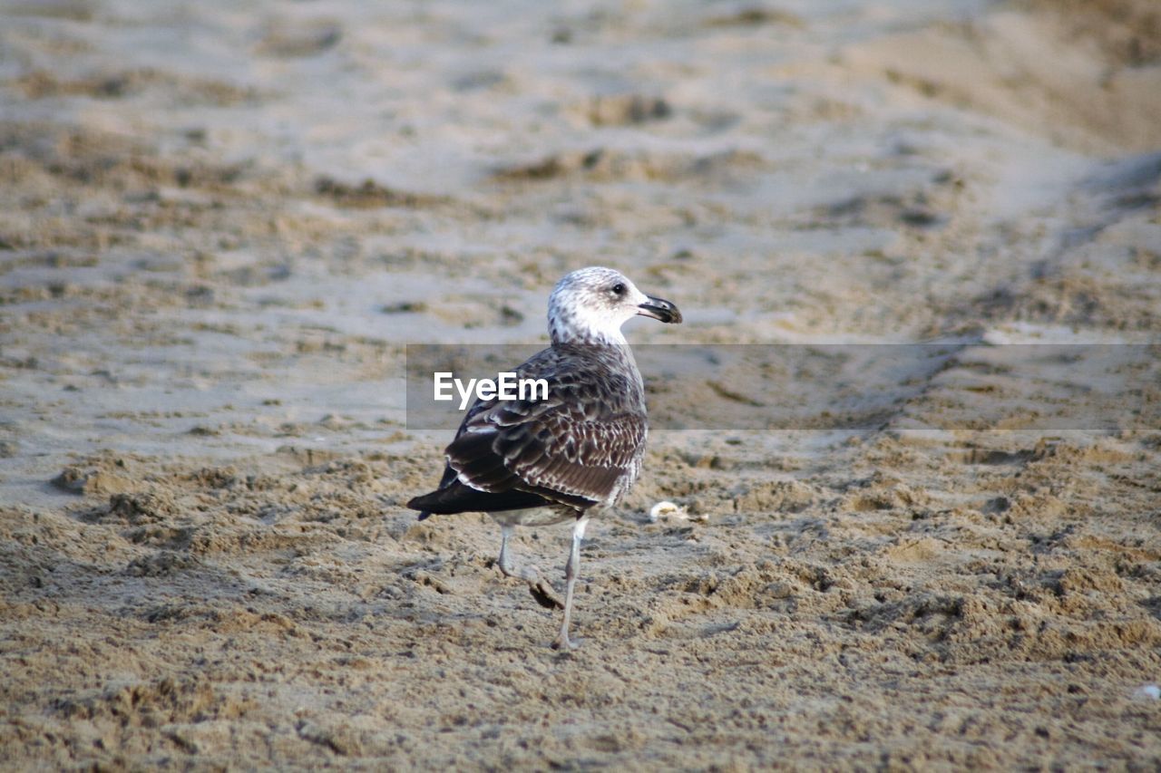 Seagull at sandy beach