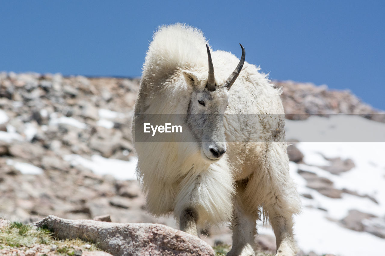 Close-up of sheep