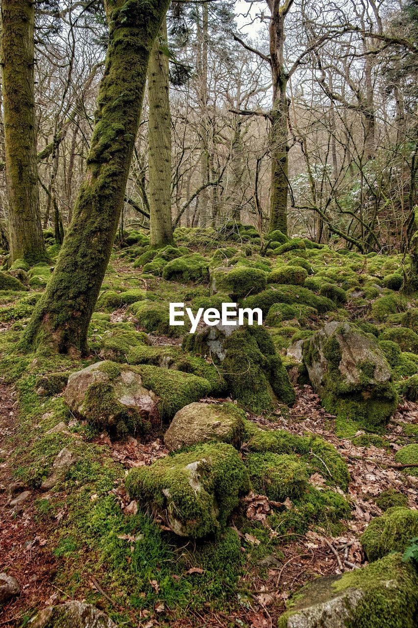 VIEW OF TREES IN FOREST