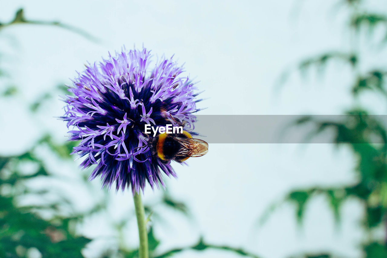 BEE ON PURPLE FLOWER