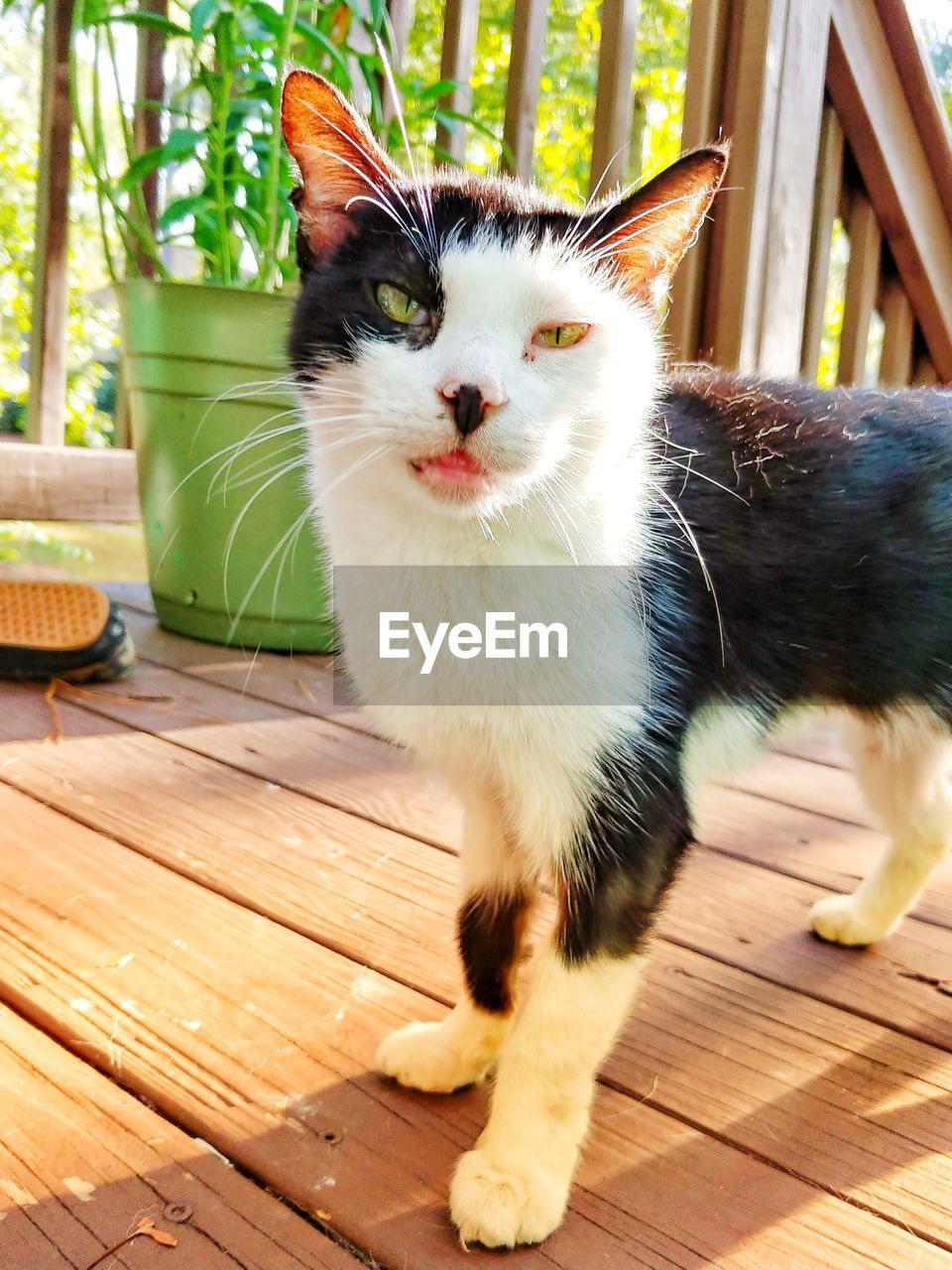 Close-up of cat sitting on porch