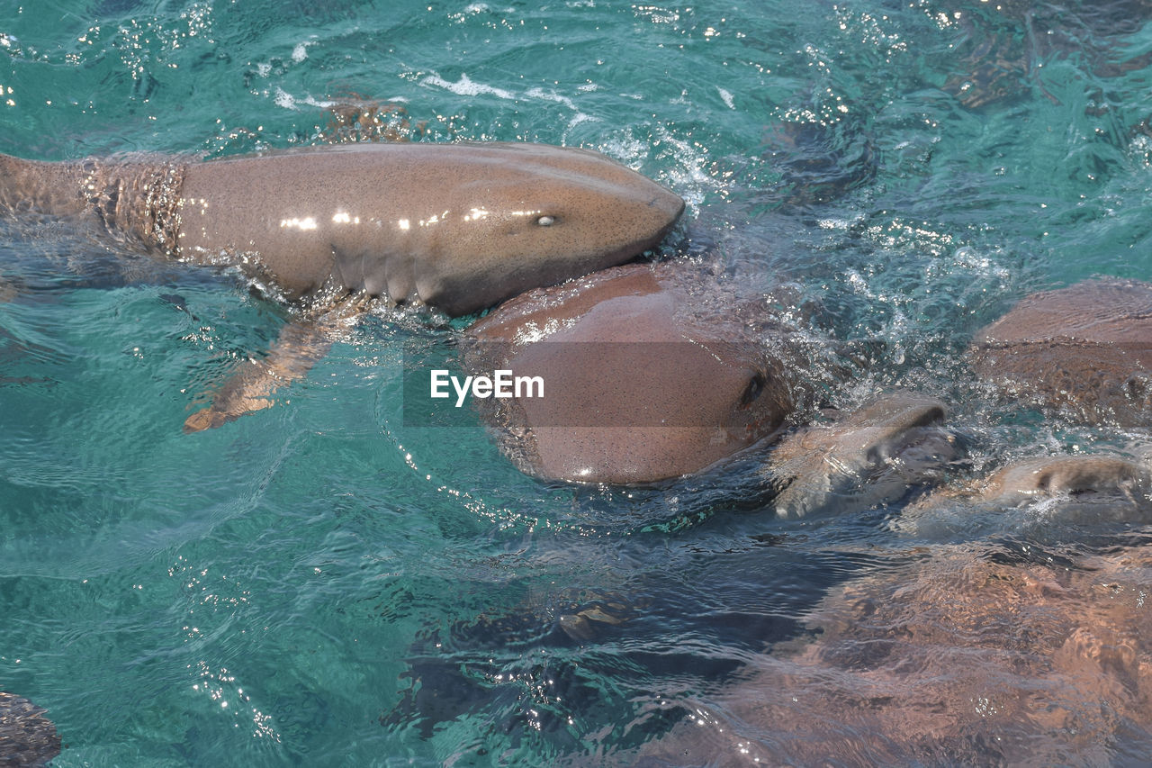 Nurse sharks fighting for food near caye caulker, belize